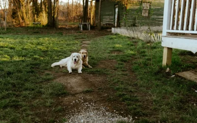 How to Plan a Cosy Cottage Break for Two: The Ultimate Packing Guide (Including Your Dog!)