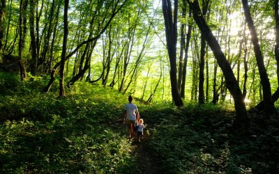 Forest Bathing and Nature Walks for Wellness – the Ultimate Stress Relief